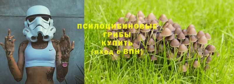 Галлюциногенные грибы Cubensis  Мамадыш 